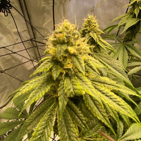 Humboldt CSI Triangle Kush x L Headband growlog timeline photo