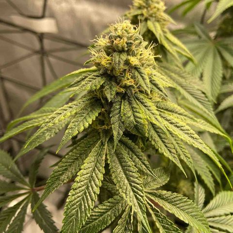 Humboldt CSI Triangle Kush x L Headband growlog timeline photo