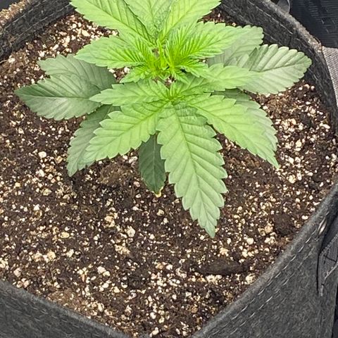 Humboldt CSI Triangle Kush x Gorilla Glue #4 growlog timeline photo