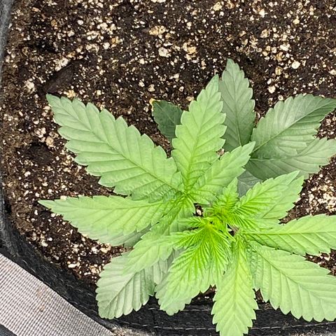 Humboldt CSI Triangle Kush x Gorilla Glue #4 growlog timeline photo
