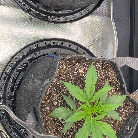 Jilly Bean Lime growlog timeline photo
