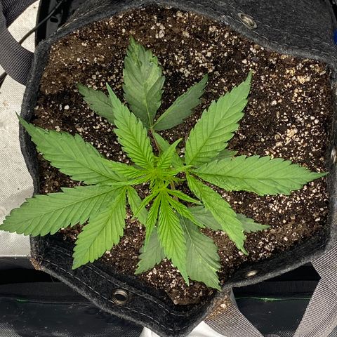 Jilly Bean Lime growlog timeline photo