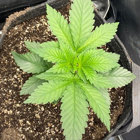 Humboldt CSI Triangle Kush x Gorilla Glue #4 growlog timeline photo