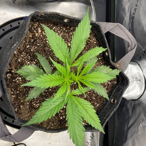 Jilly Bean Lime growlog timeline photo