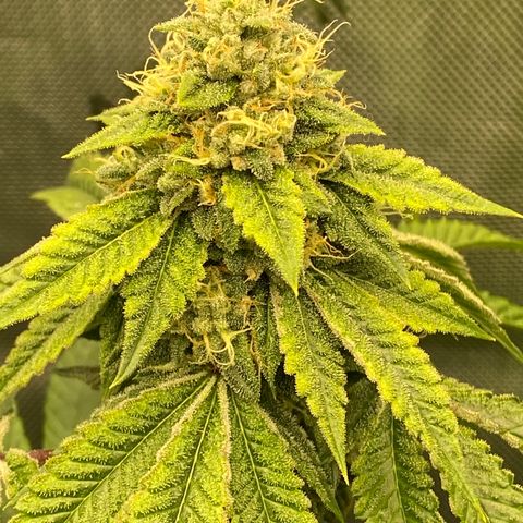 Humboldt CSI Triangle Kush x L Headband growlog timeline photo