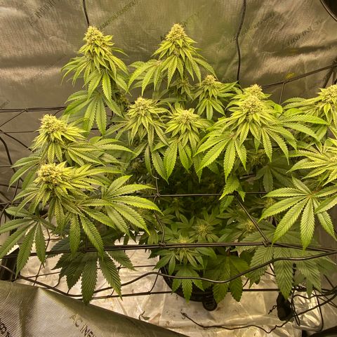 Humboldt CSI Triangle Kush x L Headband growlog timeline photo