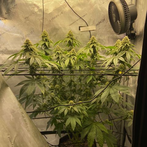 Humboldt CSI Triangle Kush x L Headband growlog timeline photo