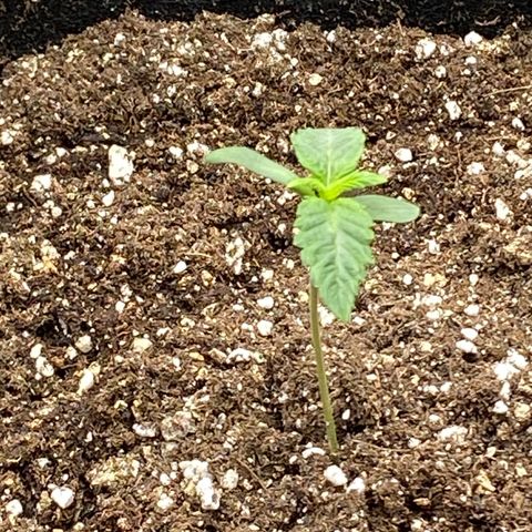 Humboldt CSI Triangle Kush x L Headband growlog timeline photo