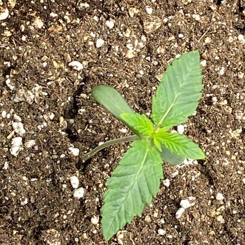 Humboldt CSI Triangle Kush x L Headband growlog timeline photo