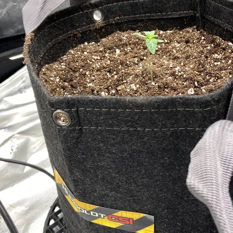 Humboldt CSI Triangle Kush x L Headband growlog timeline photo