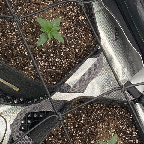Humboldt CSI Triangle Kush x L Headband growlog timeline photo