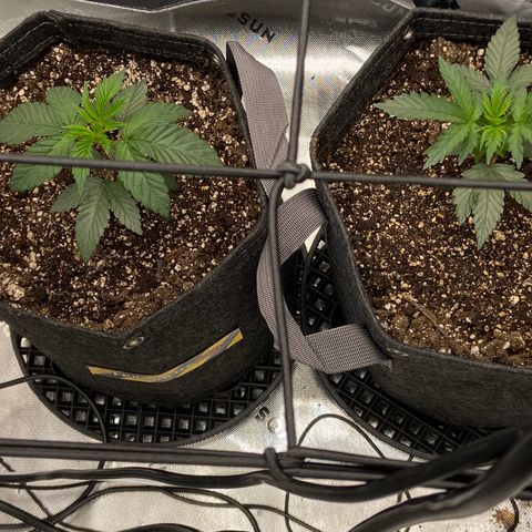 Humboldt CSI Triangle Kush x L Headband growlog timeline photo