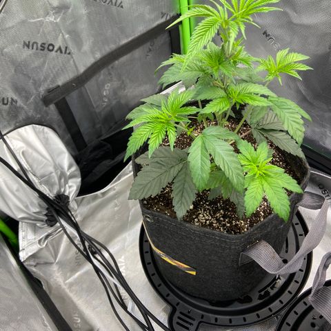 Humboldt CSI Triangle Kush x L Headband growlog photo: Flipped a few days after