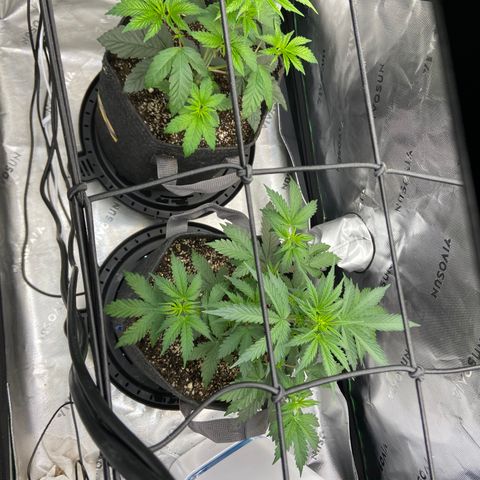 Humboldt CSI Triangle Kush x L Headband growlog timeline photo