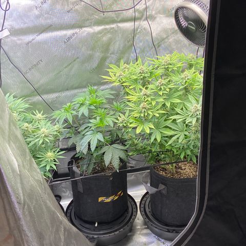 Humboldt CSI Triangle Kush x L Headband growlog timeline photo