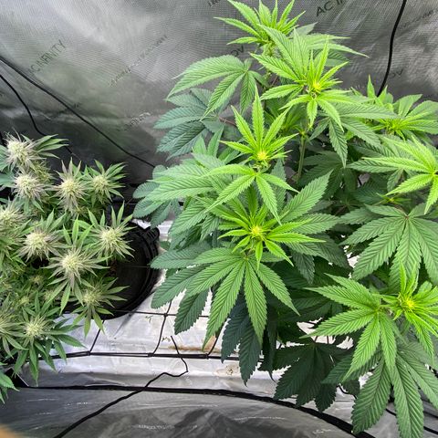 Humboldt CSI Triangle Kush x L Headband growlog timeline photo