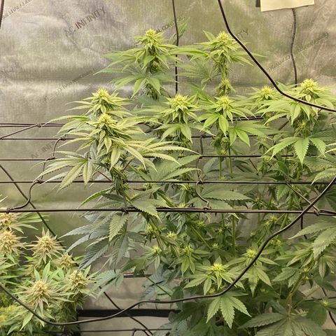 Humboldt CSI Triangle Kush x L Headband growlog timeline photo