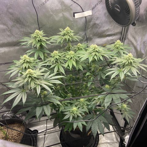 Humboldt CSI Triangle Kush x L Headband growlog timeline photo