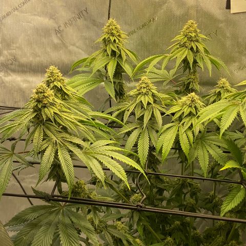 Humboldt CSI Triangle Kush x L Headband growlog photo: Reduce bottle nutes at this point. Plant will use up growdots and nutrients in soil
