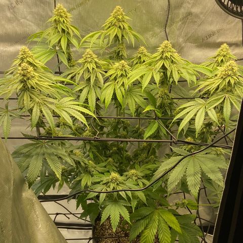 Humboldt CSI Triangle Kush x L Headband growlog timeline photo