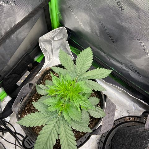 Humboldt CSI Triangle Kush x Gorilla Glue #4 growlog timeline photo