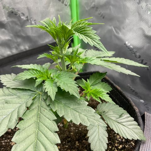 Humboldt CSI Triangle Kush x Gorilla Glue #4 growlog timeline photo