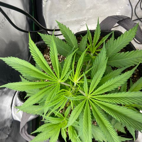 Jilly Bean Lime growlog timeline photo
