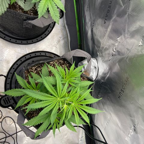 Jilly Bean Lime growlog timeline photo