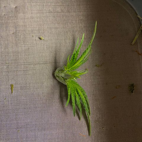 Humboldt CSI Triangle Kush x Gorilla Glue #4 growlog timeline photo