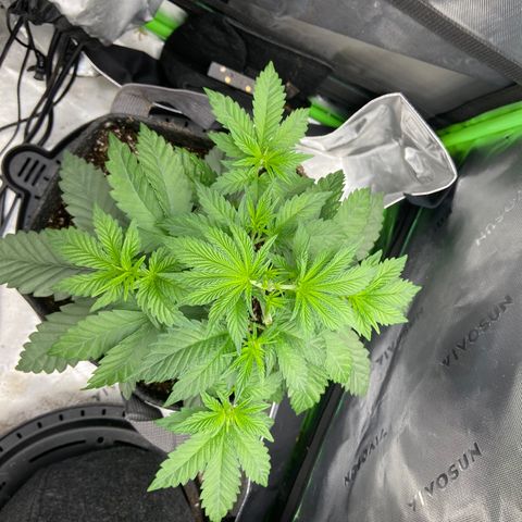 Humboldt CSI Triangle Kush x Gorilla Glue #4 growlog timeline photo