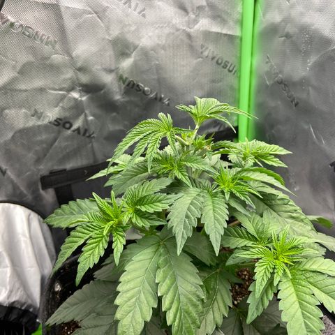 Humboldt CSI Triangle Kush x Gorilla Glue #4 growlog timeline photo