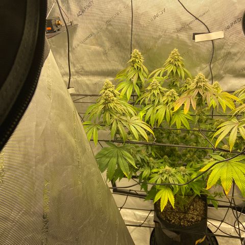 Humboldt CSI Triangle Kush x L Headband growlog timeline photo
