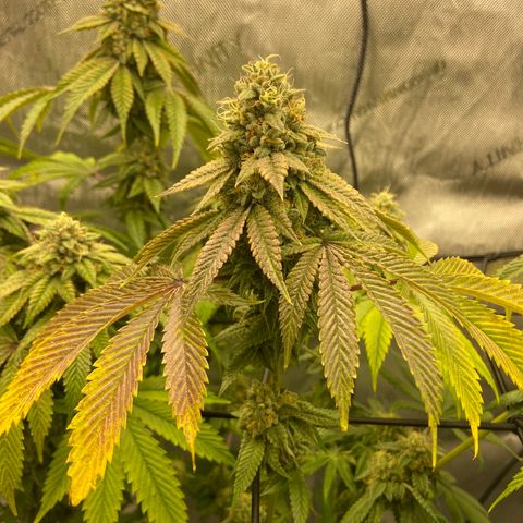 Humboldt CSI Triangle Kush x L Headband growlog timeline photo