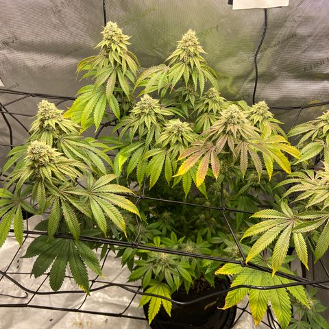 Humboldt CSI Triangle Kush x L Headband growlog timeline photo