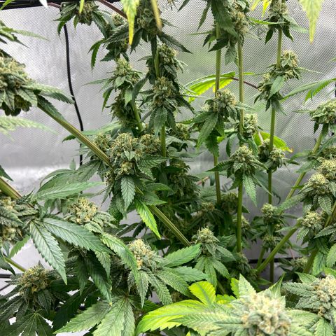 Humboldt CSI Triangle Kush x L Headband growlog timeline photo