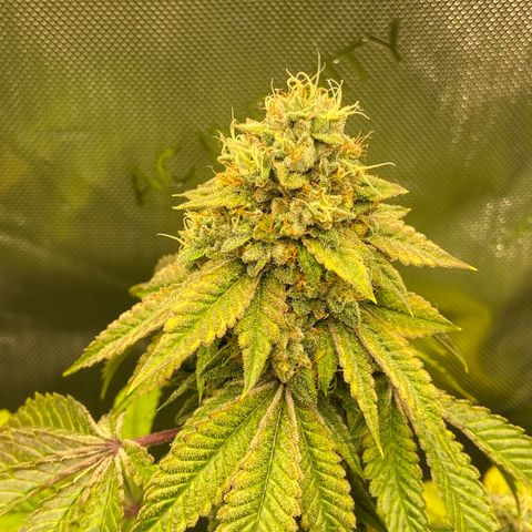 Humboldt CSI Triangle Kush x L Headband growlog photo: Watered auto base