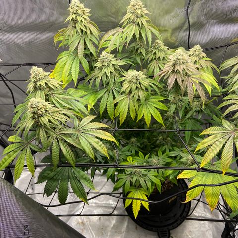 Humboldt CSI Triangle Kush x L Headband growlog photo: Watered auto base