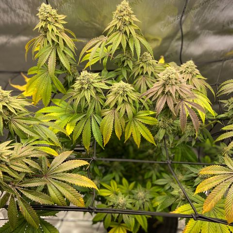 Humboldt CSI Triangle Kush x L Headband growlog photo: HARVEST