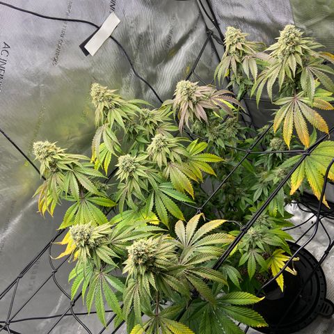 Humboldt CSI Triangle Kush x L Headband growlog timeline photo