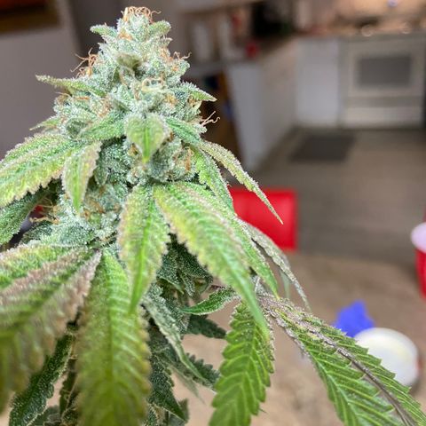 Humboldt CSI Triangle Kush x L Headband growlog timeline photo