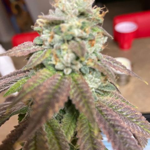 Humboldt CSI Triangle Kush x L Headband growlog timeline photo