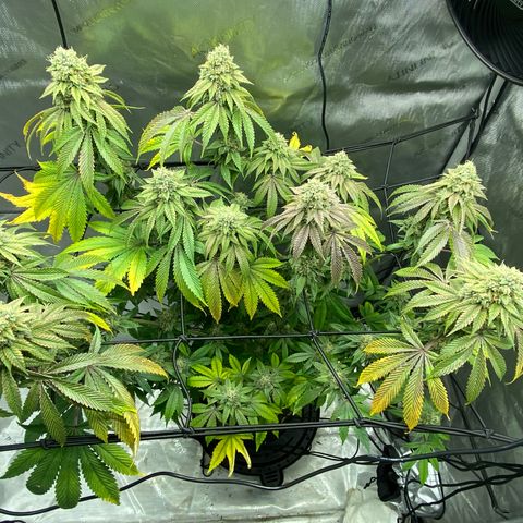 Humboldt CSI Triangle Kush x L Headband growlog timeline photo