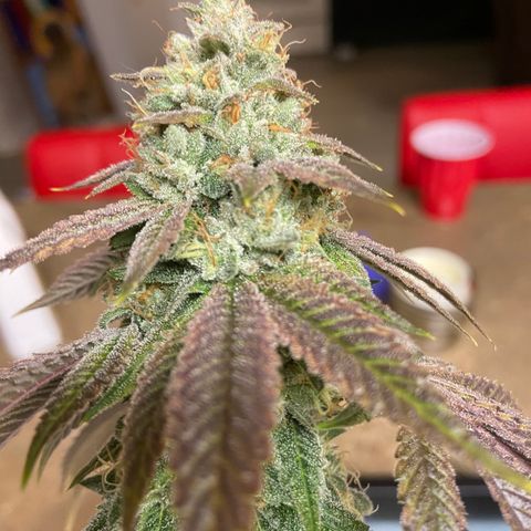 Humboldt CSI Triangle Kush x L Headband growlog timeline photo
