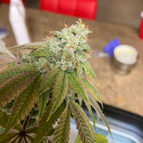 Humboldt CSI Triangle Kush x L Headband growlog timeline photo