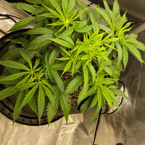 Jilly Bean Lime growlog timeline photo