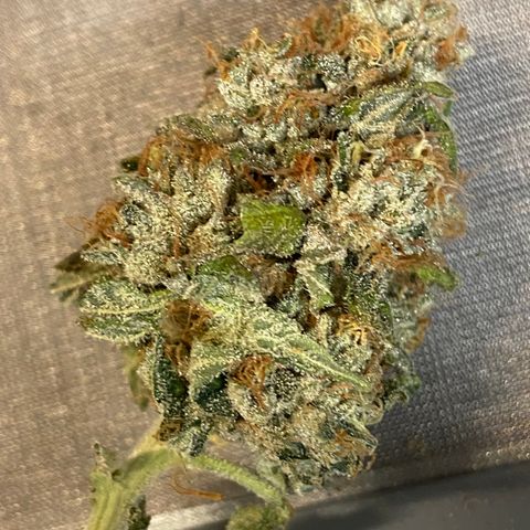 Humboldt CSI Triangle Kush x L Headband growlog photo: Tastes like pure gas . Curing should help bring out more complex flavors