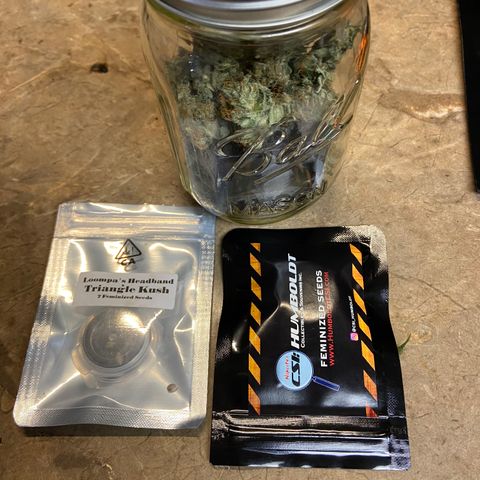 Humboldt CSI Triangle Kush x L Headband growlog photo: Tastes like pure gas . Curing should help bring out more complex flavors