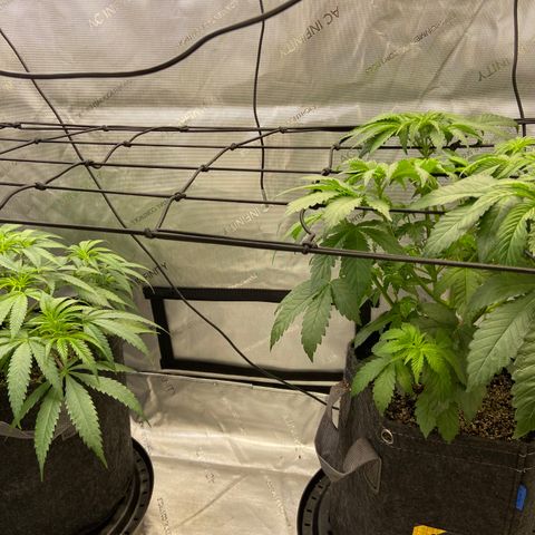 Humboldt CSI Triangle Kush x Gorilla Glue #4 growlog photo: Watered with recharge