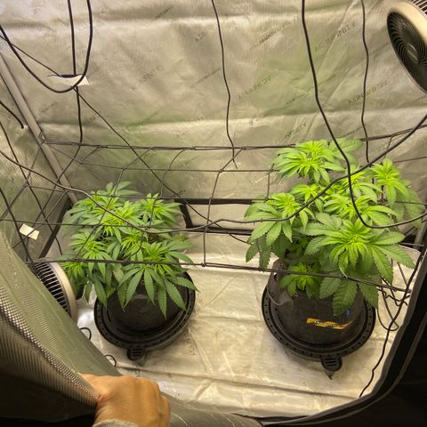 Humboldt CSI Triangle Kush x Gorilla Glue #4 growlog photo: Watered with recharge