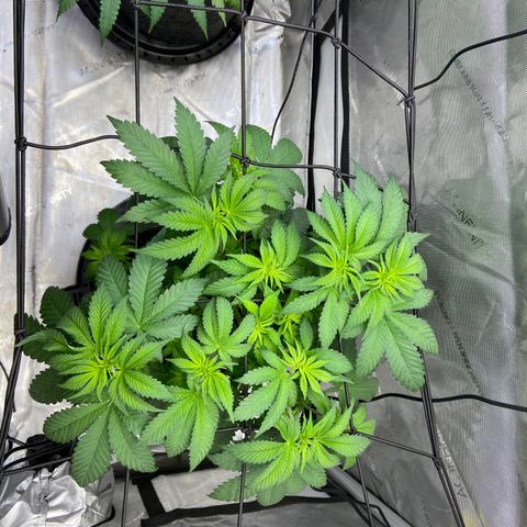Humboldt CSI Triangle Kush x Gorilla Glue #4 growlog photo: Watered with recharge